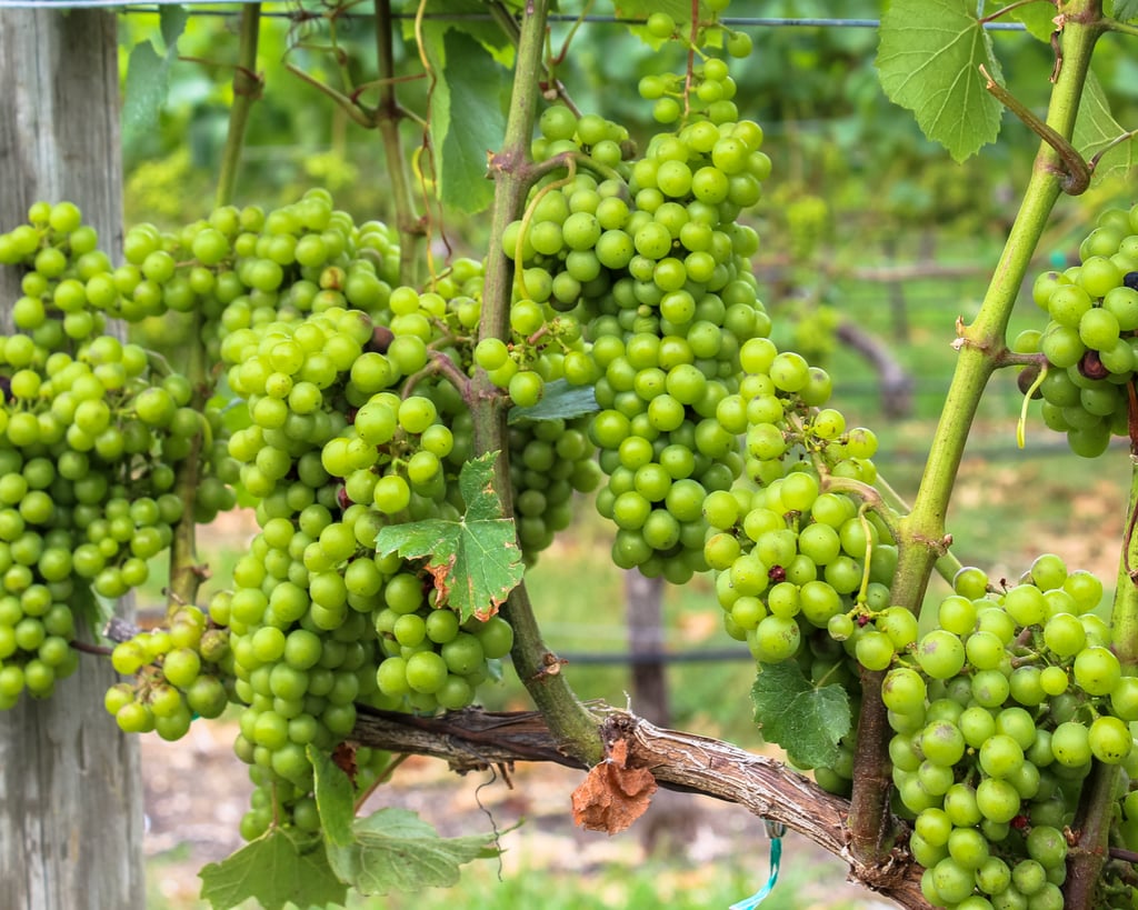 If you're like me, seeing this many vines of plump, juicy grapes will make you immediately think of that grape-stomping episode of I Love Lucy.

    Related:

            
            
                                    
                            

            7 Mature Girls&apos; Trips to Take in Your 30s