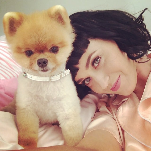 Katy Perry cozied up to Jiff the Pomeranian.
Source: Instagram user katyperry