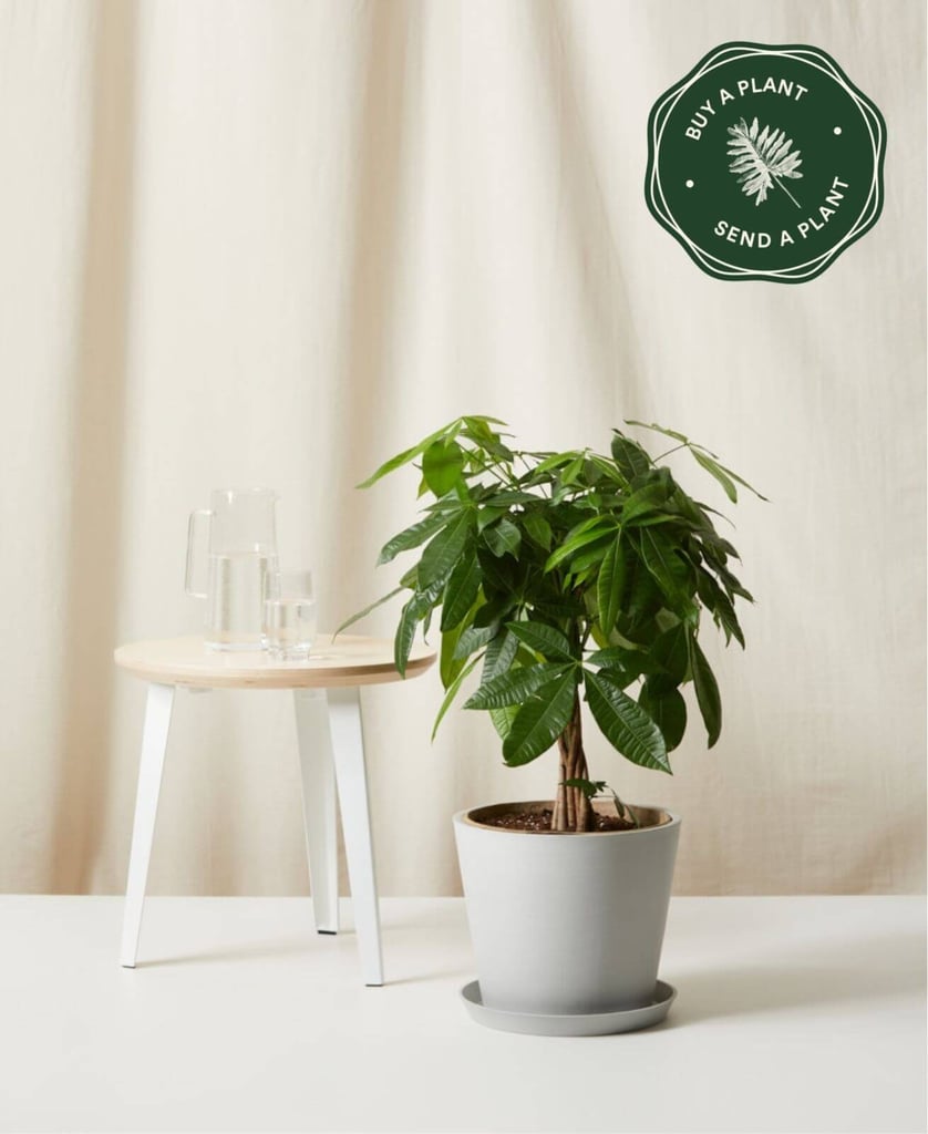 Bloomscape Potted Money Tree Indoor Plant