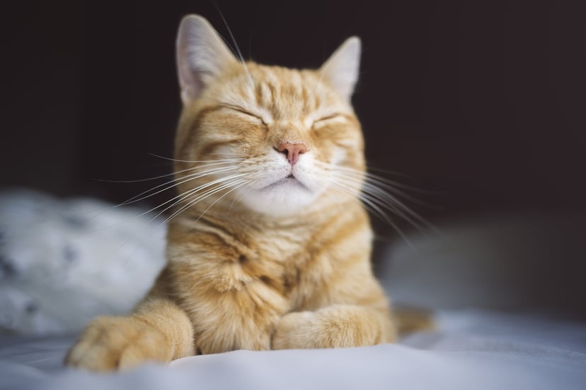 Close up image of a ginger cat sleeping on a bed, looking content and happy