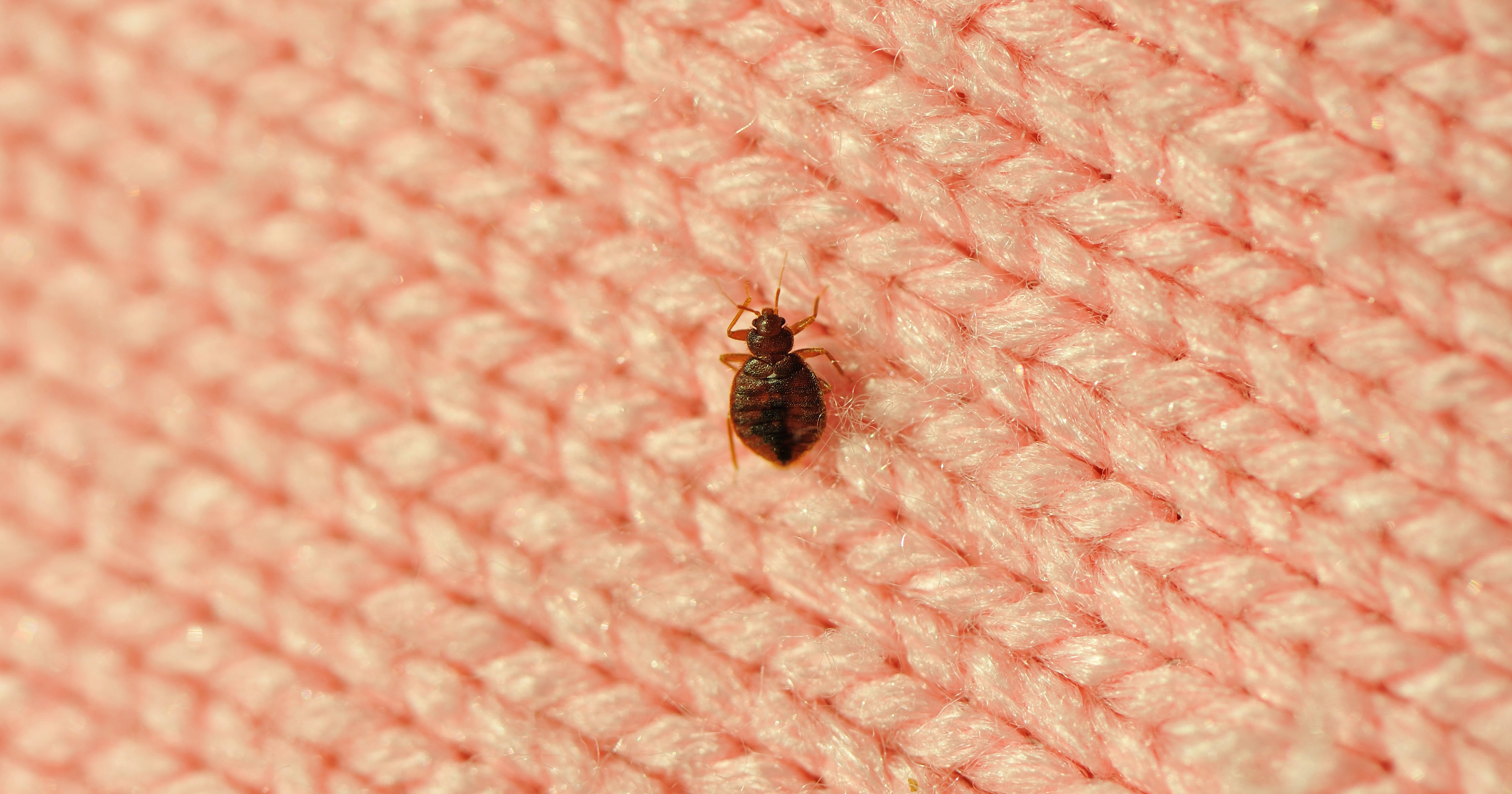 No bite for regulations on bedbug infestations