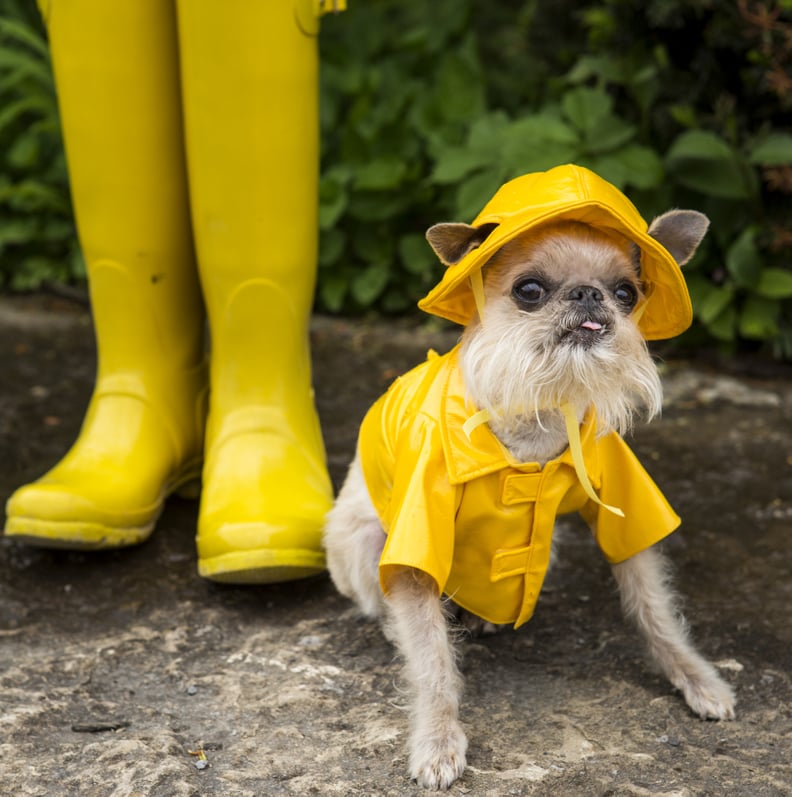 Brussels Griffon