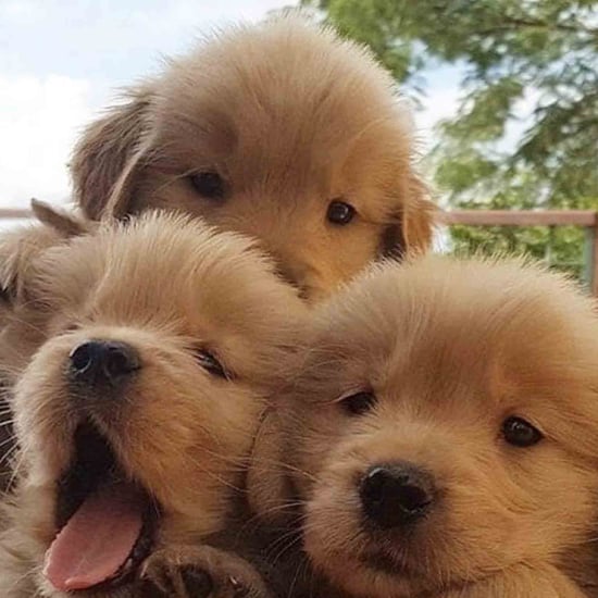 Photos of Golden Retriever Puppies