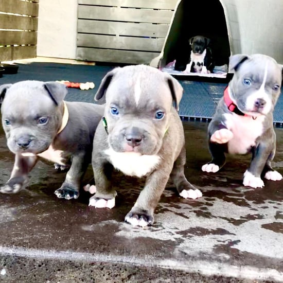 See So Many Cute Photos of Pit Bull Puppies and Dogs