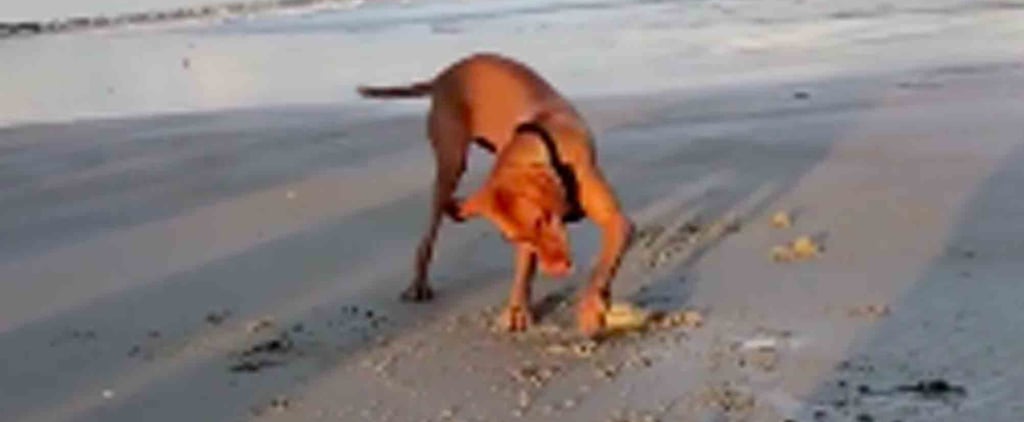 Video of a Dog Finding a Clam on the Beach
