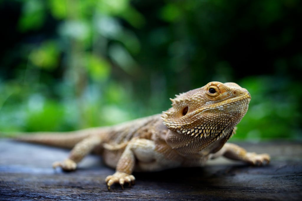 Leo (July 23-Aug. 22): Bearded Dragon