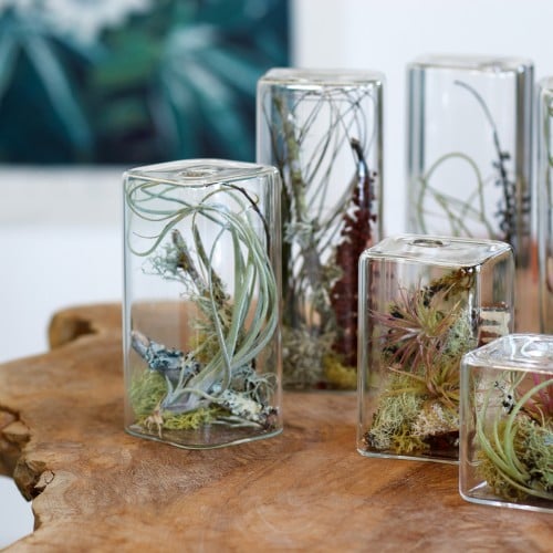Add some houseplants to your geometric obsession with this Cube Aerium ($22 and up).
Add some houseplants to your geometric obsession with this Cube Aerium ($22 and up).