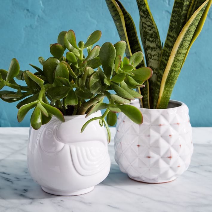 West Elm Ceramic Tropical Planters