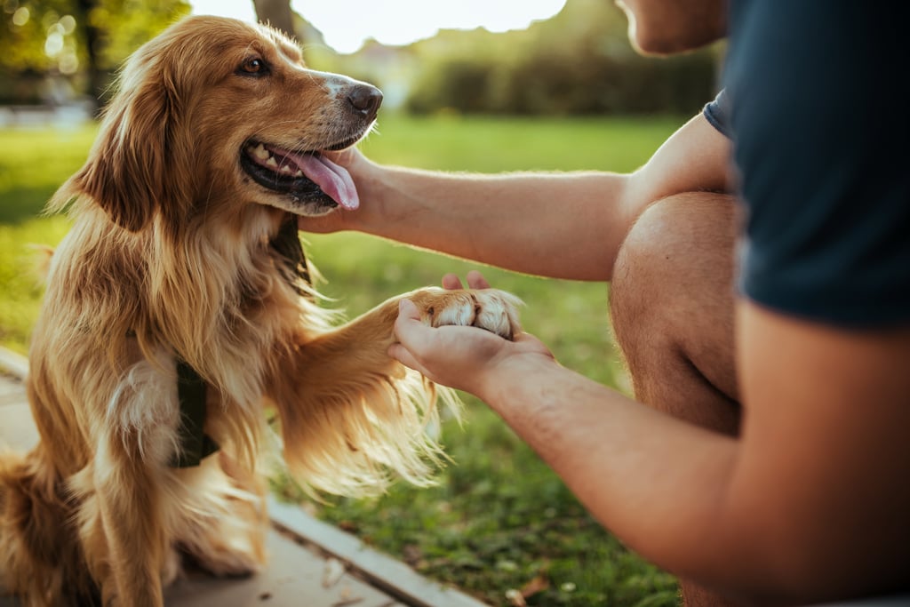 American Golden Retriever