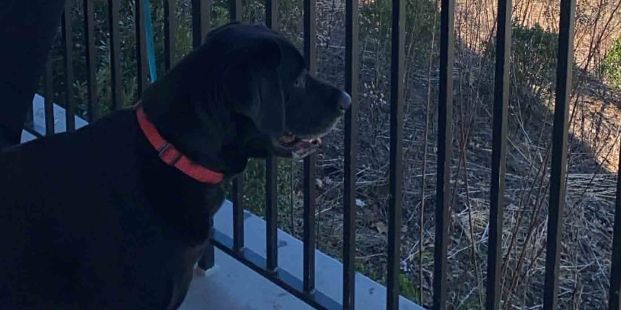 Is Buying a Dog From a Breeder Bad? POPSUGAR Pets