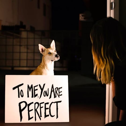 Romantic Movies Reenacted by Dogs