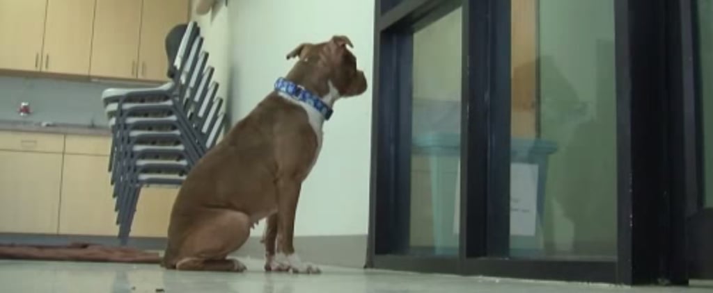 Deaf Dog Adopted by Deaf Woman