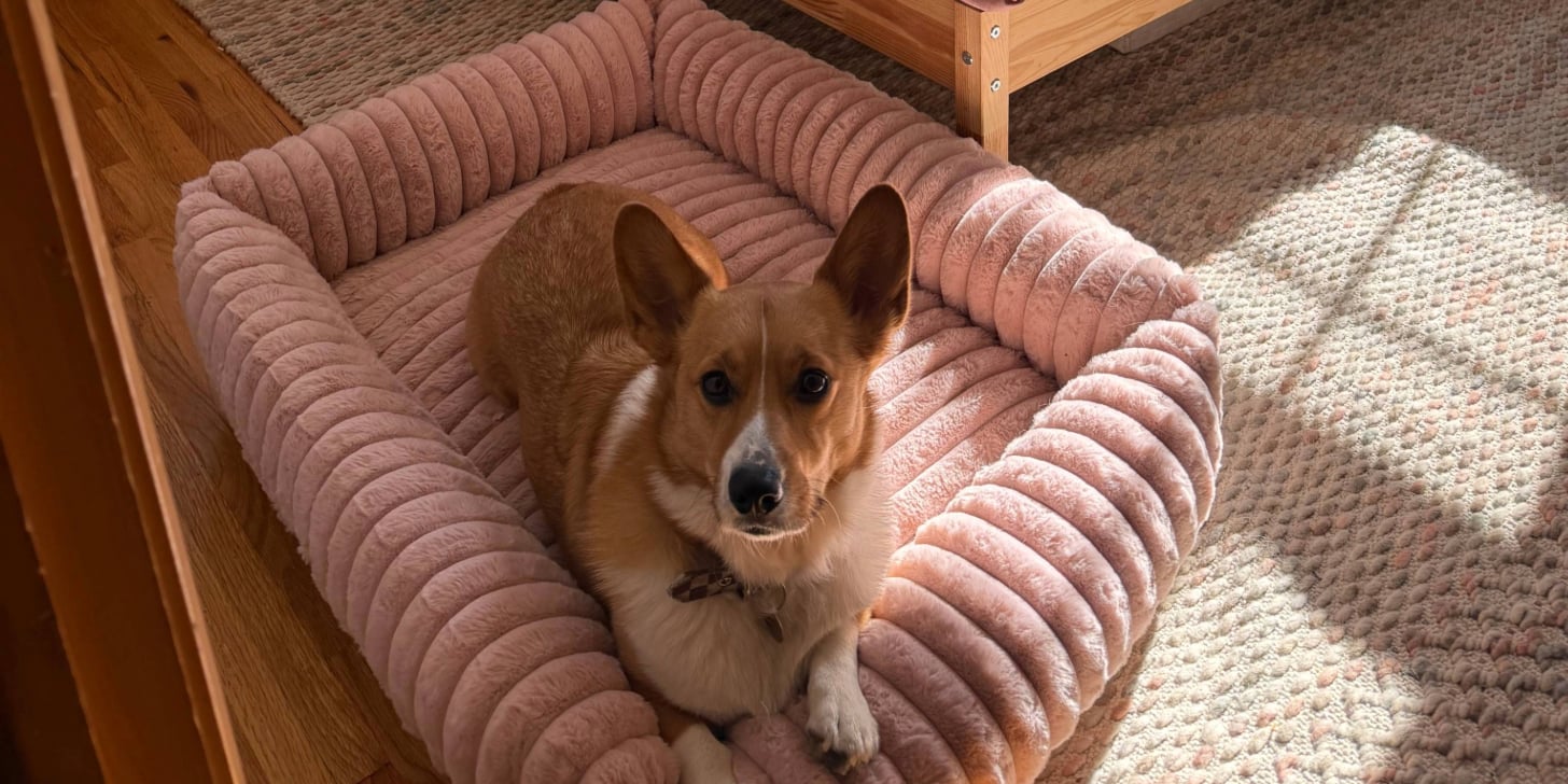 Petshoppe dog bed clearance