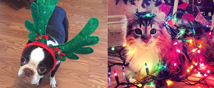 Pets Wearing Christmas Costumes