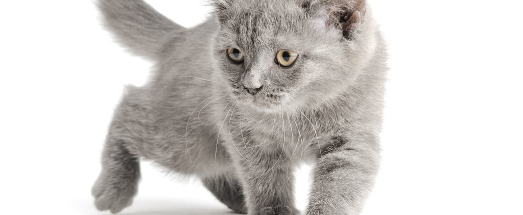 Cat Rescues Boy From Dog | Video
