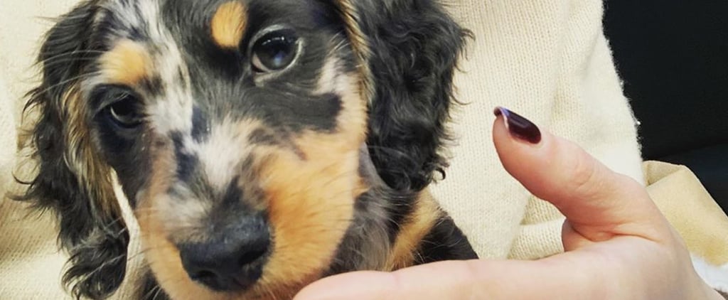 Emilia Clarke's New Puppy Ted Is Adorable! — Photos