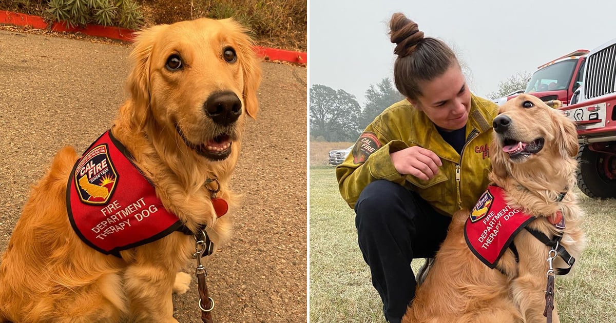 Golden Retriever Comforting California Firefighters Popsugar Pets