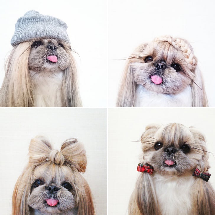 Shih tzu showcases hairstyles BEFORE they appear on the catwalks  Daily  Mail Online
