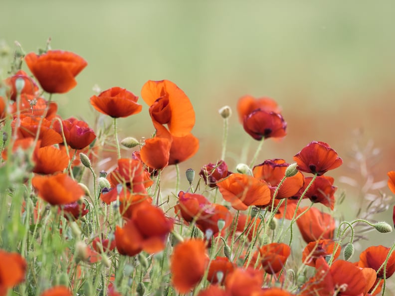 August: Poppy and Gladiolus