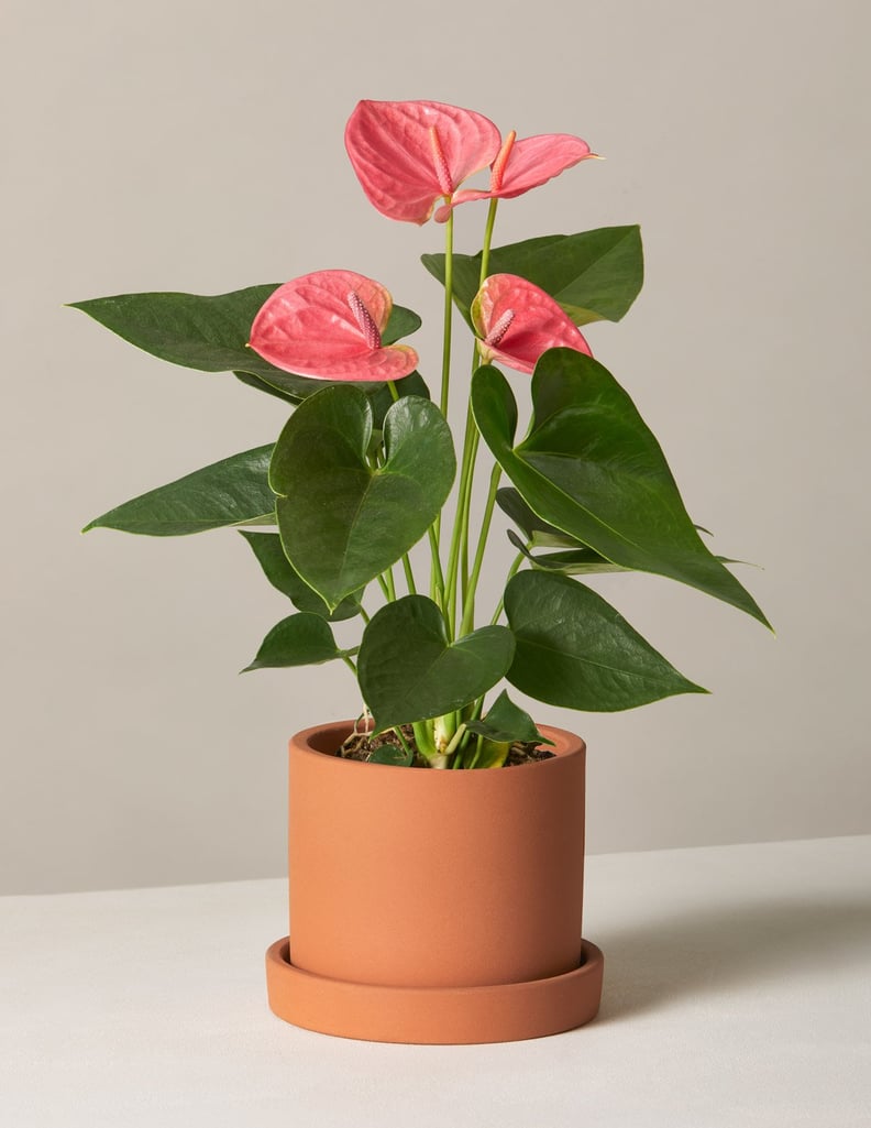 Pink Anthurium