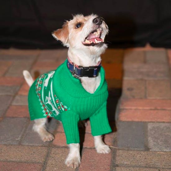 Dogs in Ugly Christmas Sweaters