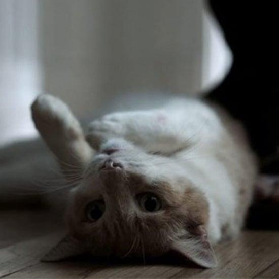 Why the Cat Is the Best Part of The Night Of