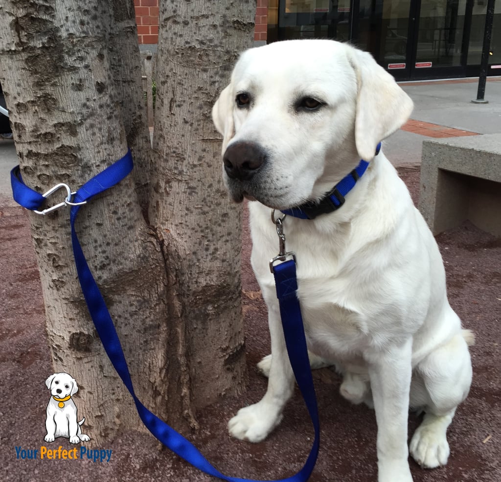 We're always on the lookout for quality leashes, and this one, confidently called Your Perfect Leash ($30), definitely earns a spot on the list. The nylon leash is 20 percent wider than standard leashes and is made with a carabiner and D hook sewn in to make clipping it up somewhere a breeze. So simple and so good.