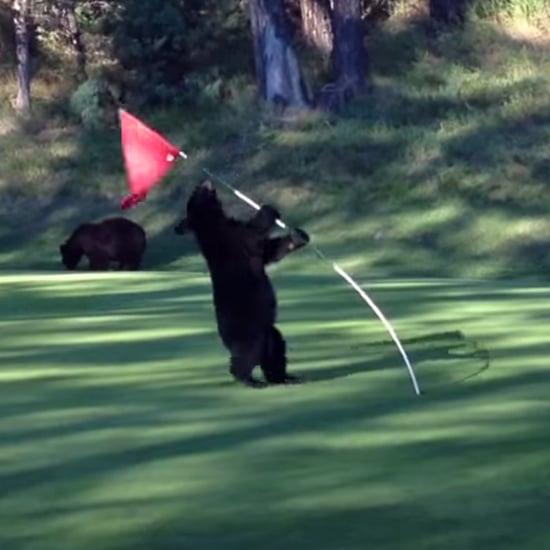 Bear Cub Playing on Golf Course | Video