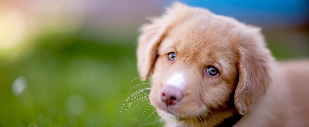 Do Dogs Like Music?