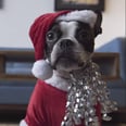 This Dog Is Not Impressed by His Robot Vacuum Sleigh