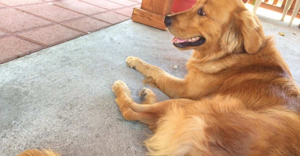 Golden Retriever With Braided Tail | POPSUGAR Beauty