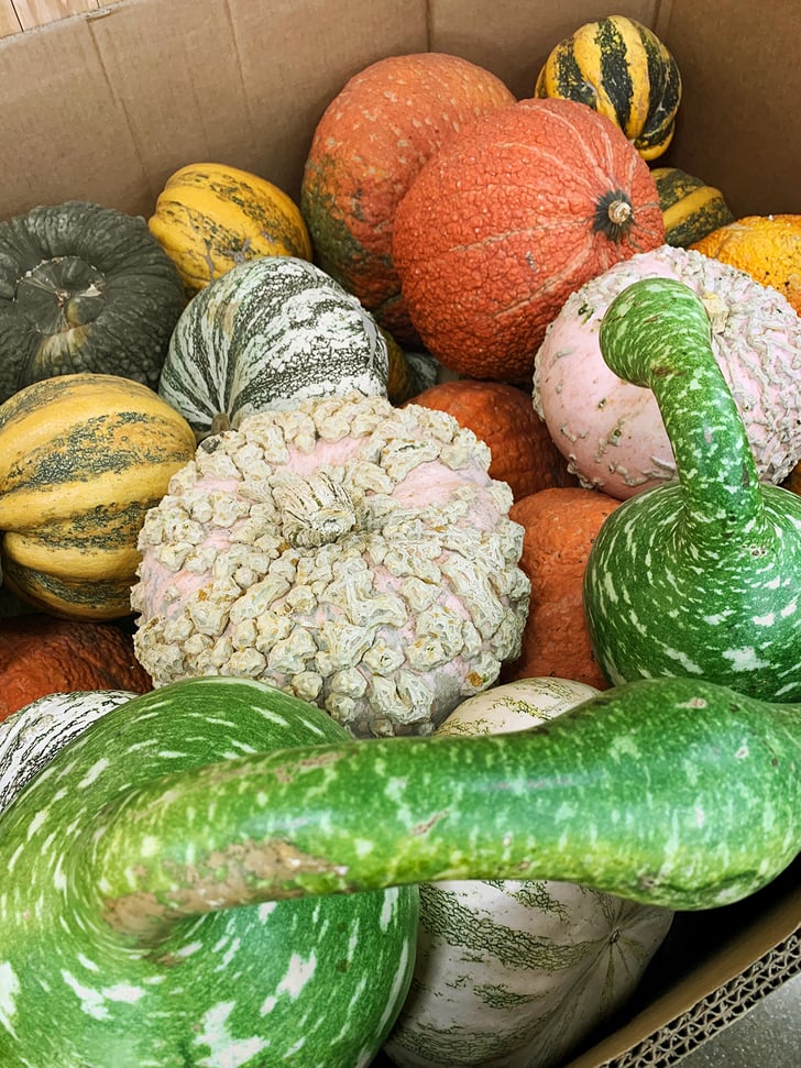 Assorted Pumpkins (16) These Are the Best Fall Foods From Trader