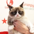 Grumpy Cat's Guide to Having the Worst Christmas Ever