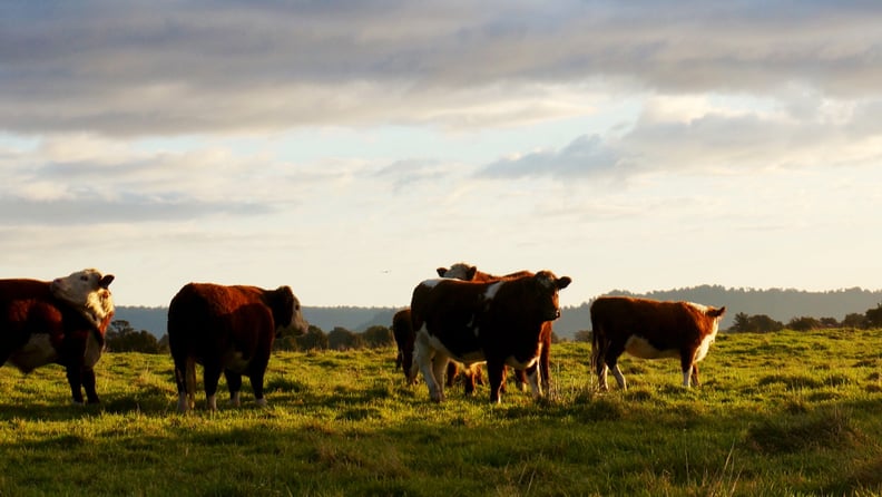 Eat Less Factory-Farmed Meat