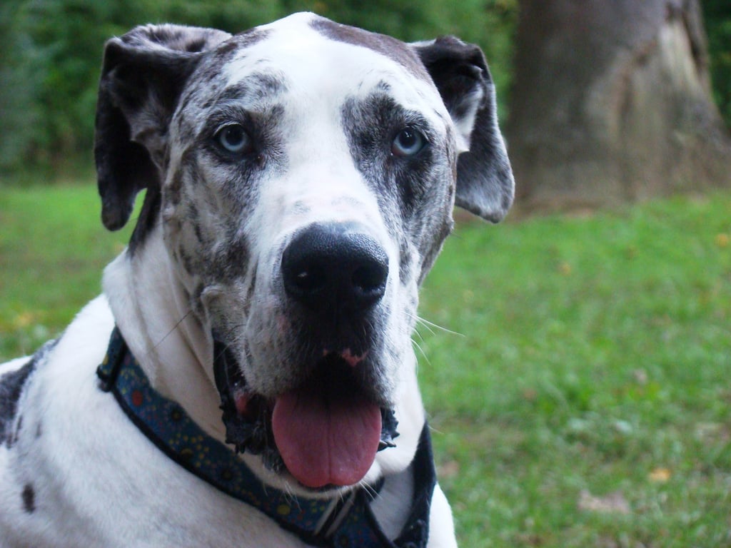 Cute Pictures of Great Danes