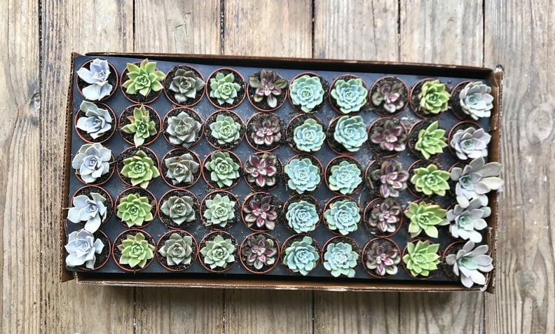 Succulent Rosettes