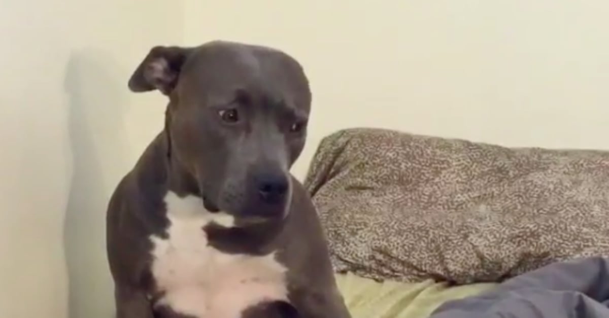 Dog Listening to Adele POPSUGAR Pets