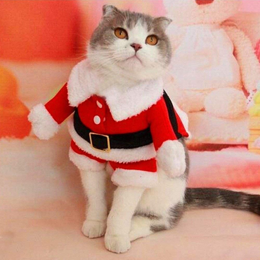 Christmas suit hotsell with cats