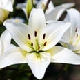 Kitty-Lovers, Just Say "No Thanks" to Easter Lilies!