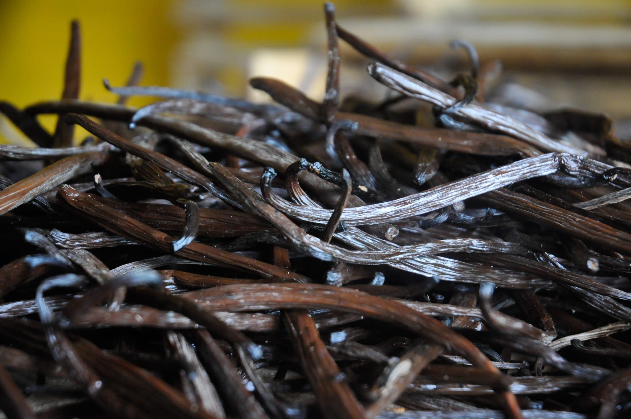 Vanilla pod from Reunion Island live from the local producer
