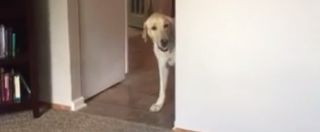 Dog Afraid to Walk Over Line Video