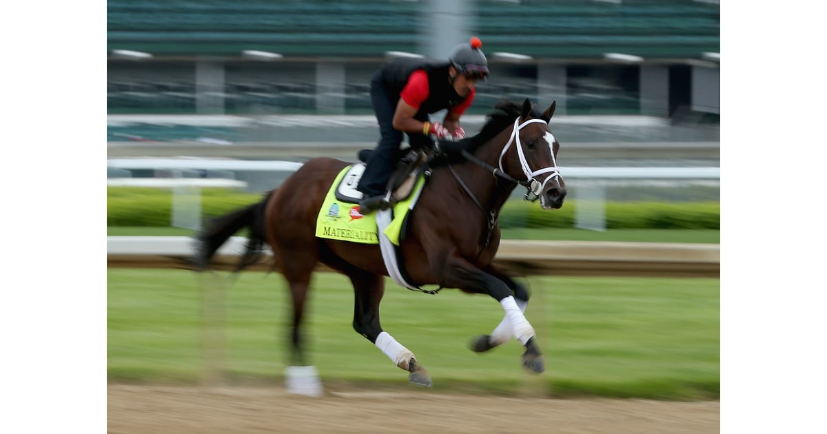 Materiality Kentucky Derby Horses 2015 POPSUGAR Pets Photo 4