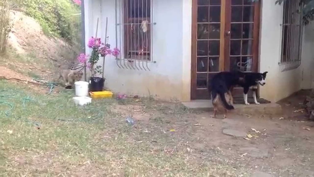 Baby Lion Sneaks Up on Dogs