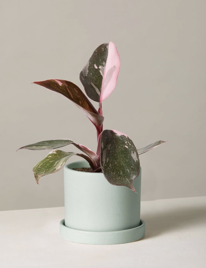 For New Life: The Sill  Philodendron Pink Princess