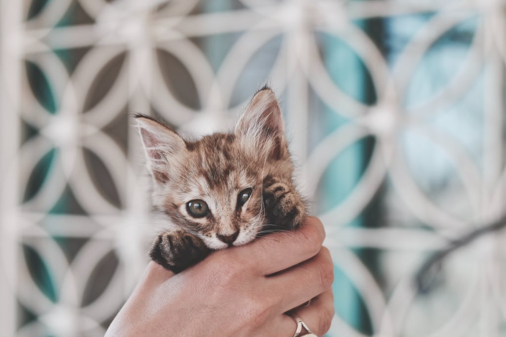 Just a handful of kitten.