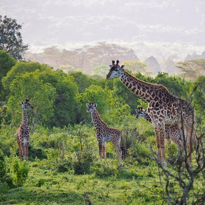 Photo of Wildlife in Tanzania | POPSUGAR Smart Living