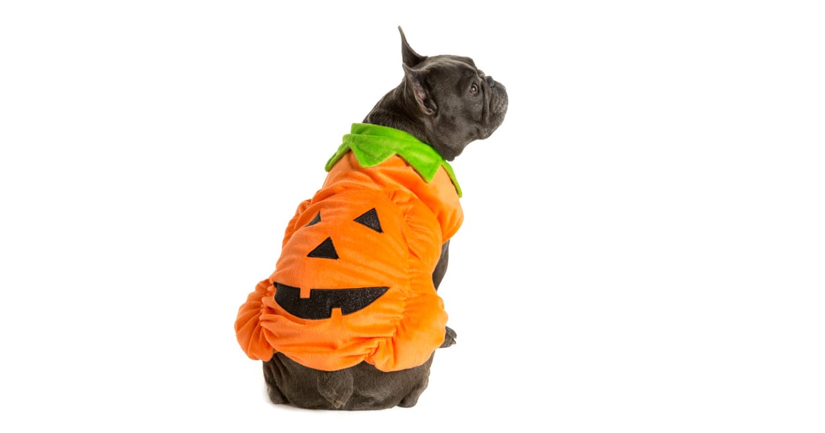 Pumpkin (10) PetSmart Dog Halloween Costumes 2016 POPSUGAR Pets
