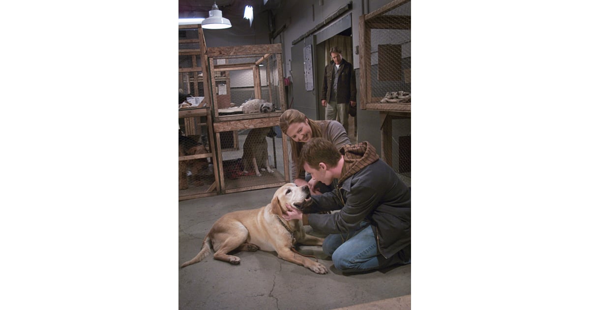 A Dog Named Christmas Best Hallmark Christmas Movies POPSUGAR