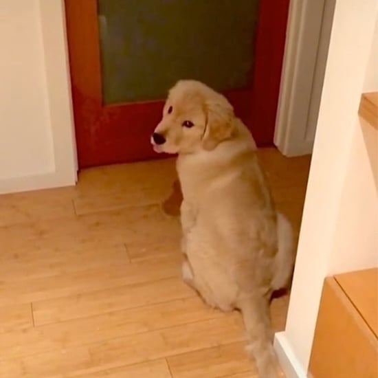 Golden Retriever Puppy Locked Out of Bedroom Video