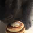 Boyfriend of the Year Makes Tiny Kitten Pancakes, Entire Internet Swoons